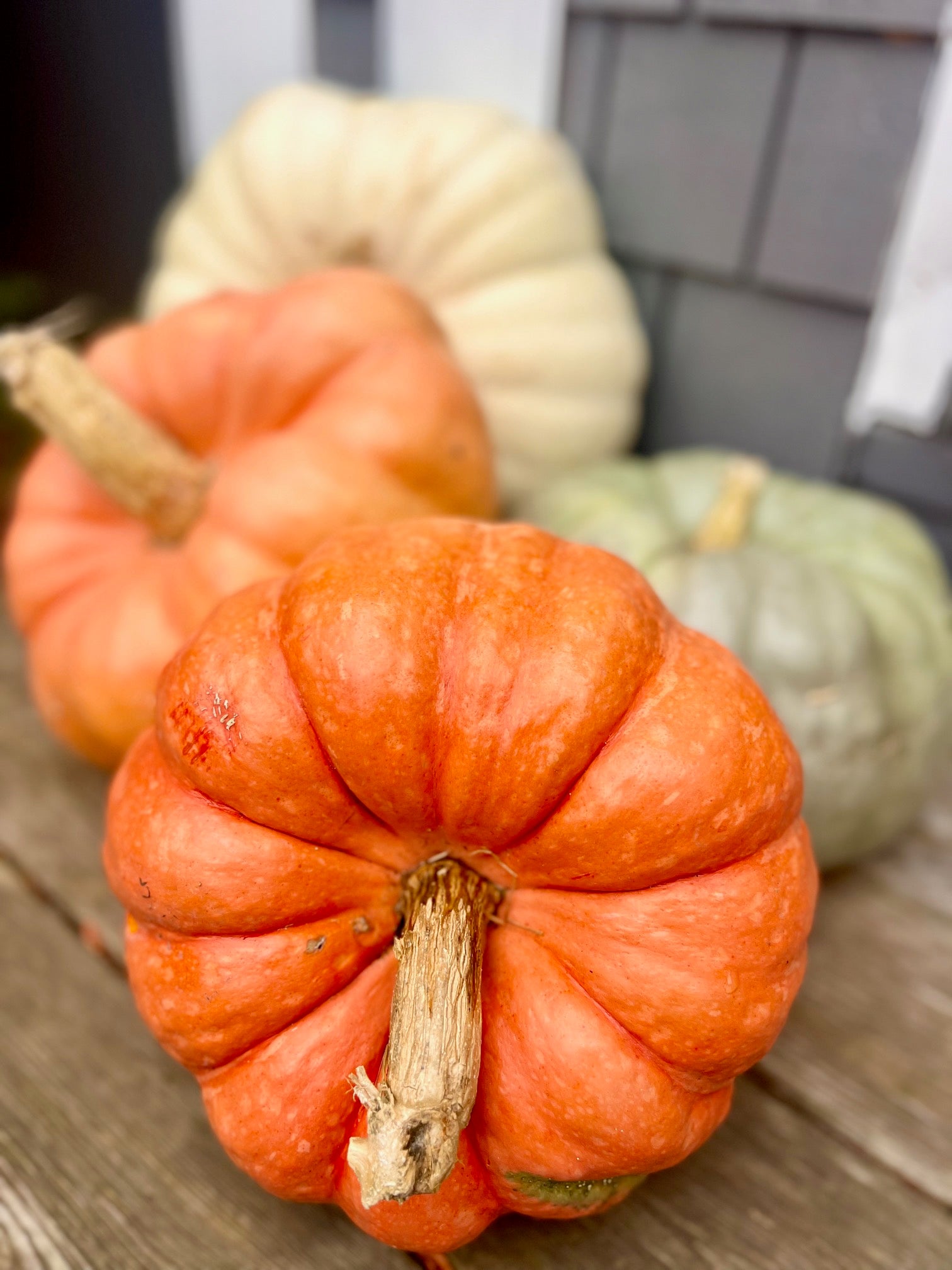 Custom Gourds Package
